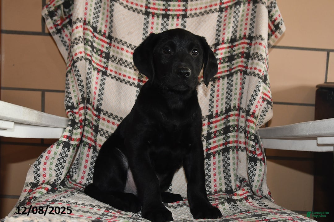 Labrador Retriever dogs for sale: Theo - Ad 5