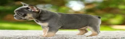 French Bulldog dogs for sale: Fancy - Ad 9