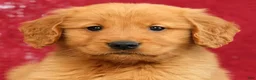 Golden Retriever dogs for sale: Levi - Ad 9