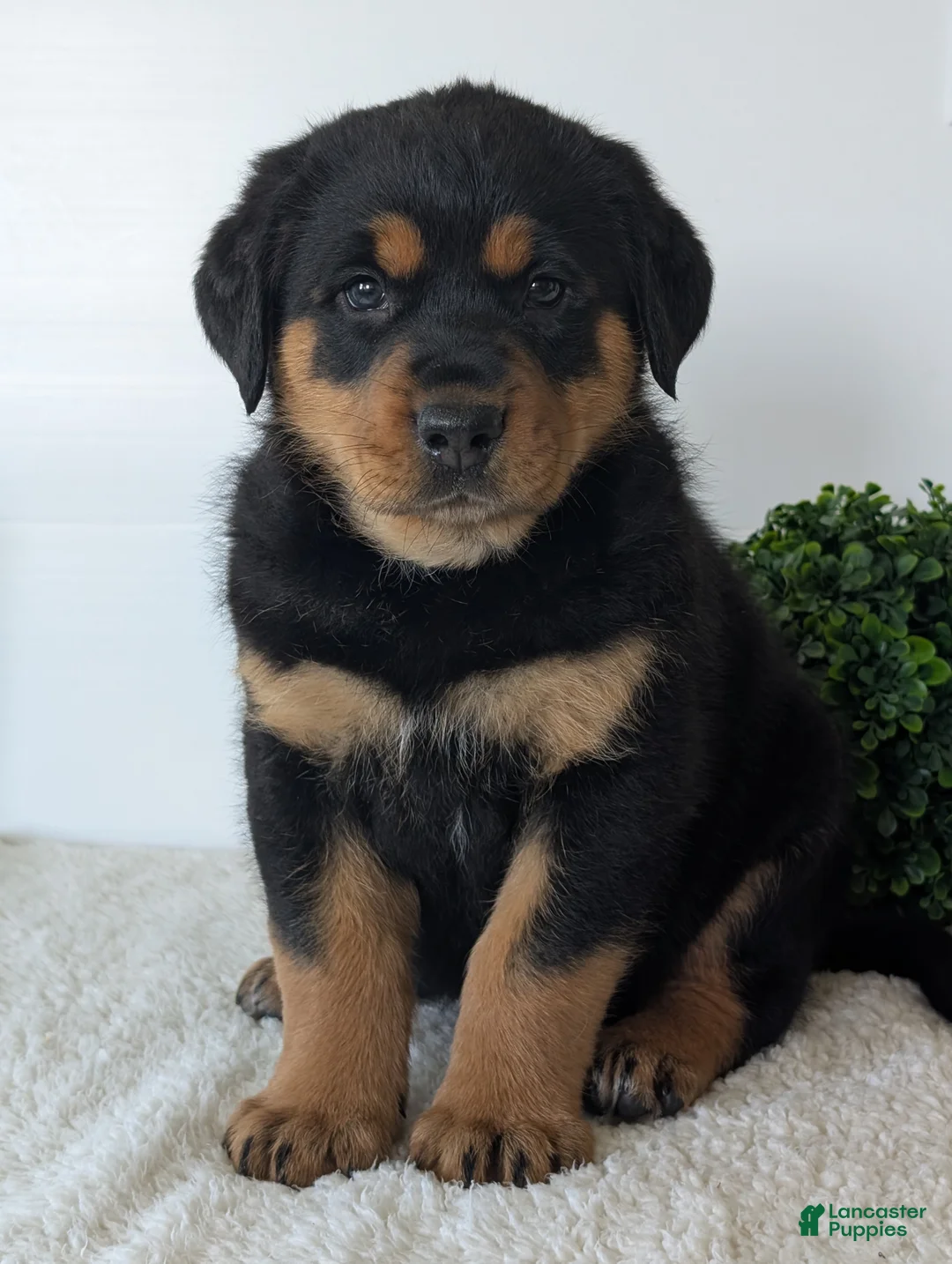 Mixed Breed dogs for sale: Rufus - Ad 2