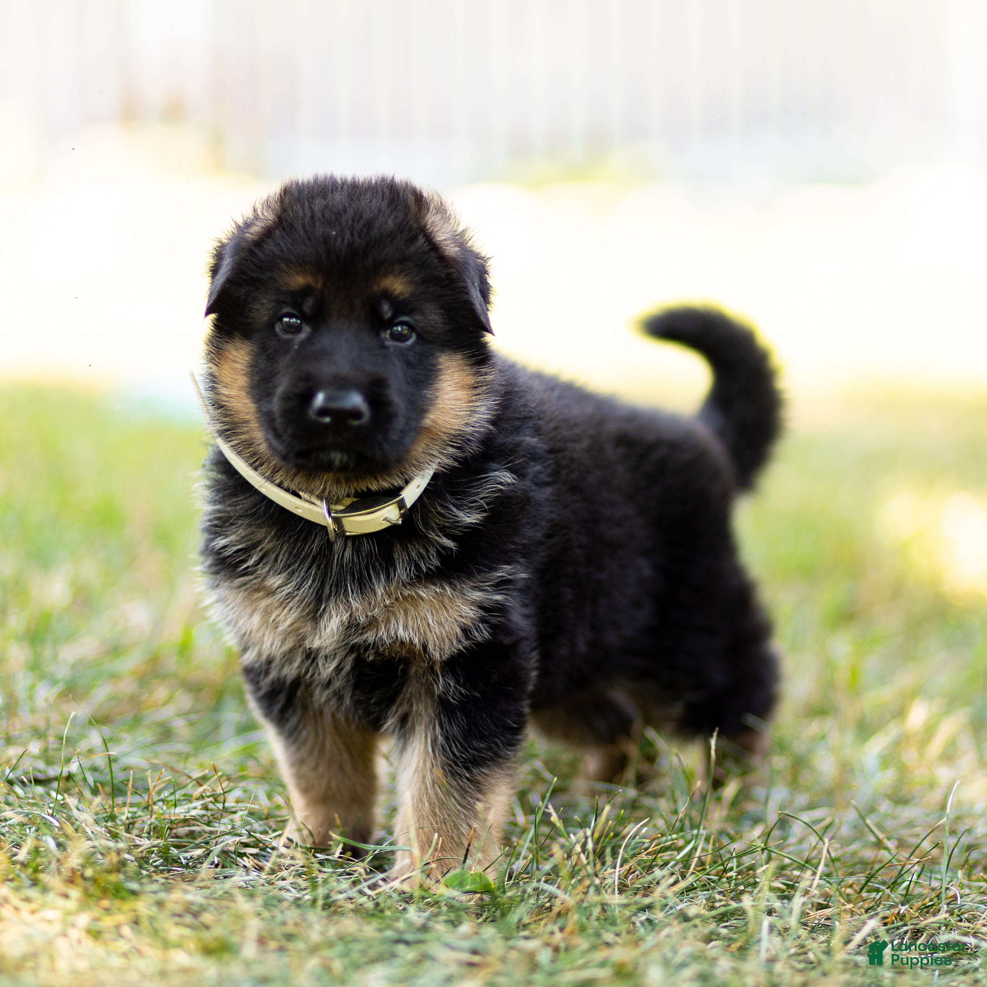 German Shepherd dogs Zorro - Ad 2