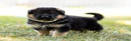 German Shepherd dogs for sale: Zorro - Ad 6