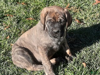 English Mastiff dogs Autumn - Ad 1