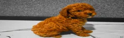 Miniature Poodle dogs for sale:   Logan🐶 - Ad 11