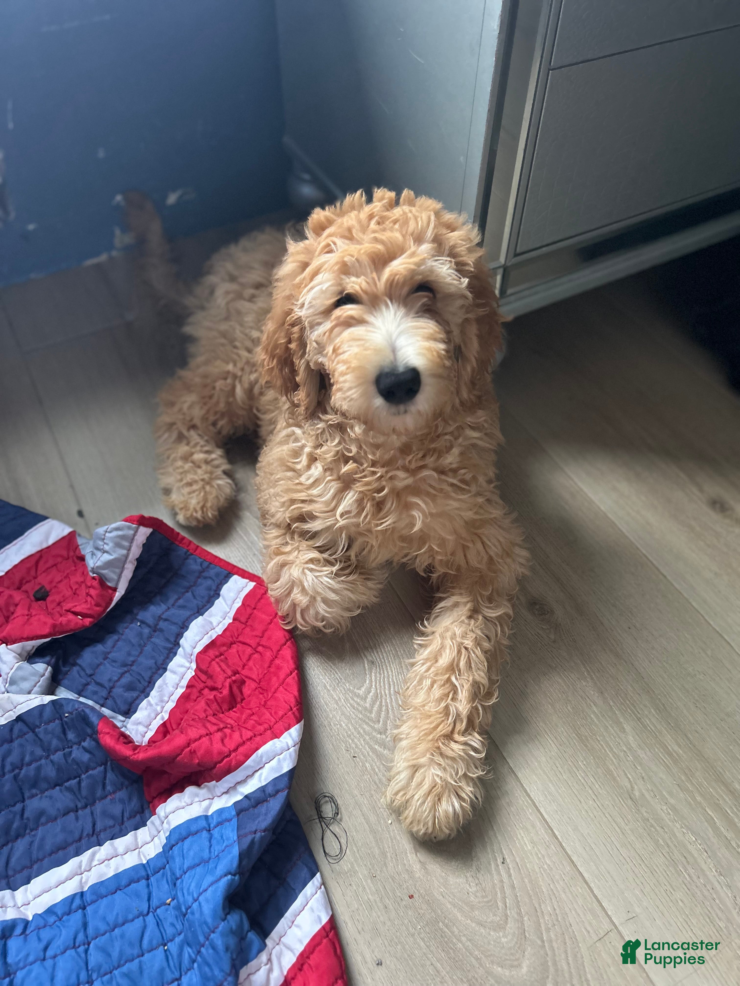Mini Goldendoodle dogs Goldendoodle 1 - Ad 1