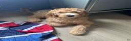 Mini Goldendoodle dogs for sale: Goldendoodle 1 - Ad 1