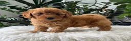 Mini Goldendoodle dogs for sale: Baya - Ad 4