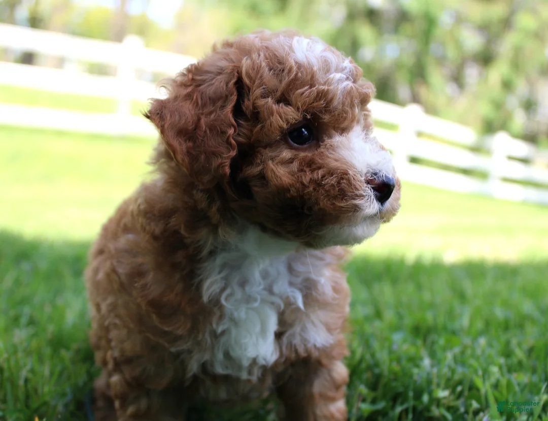 Miniature Poodle dogs for sale: AKC Blaze - Ad 2