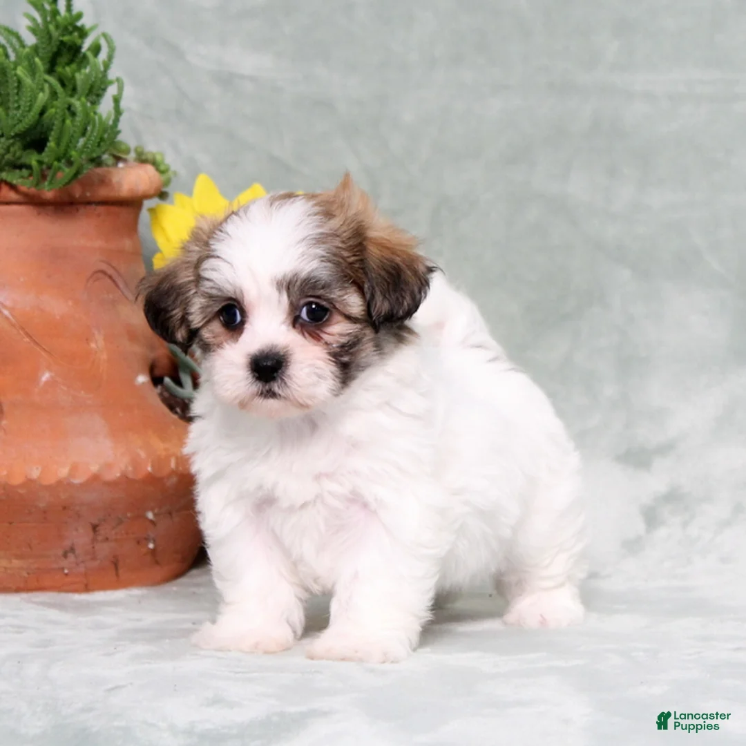 Teddy Bear dogs for sale: Ulyssa - Ad 4