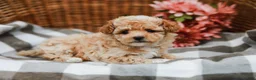 Maltipoo dogs for sale: Crystal - Ad 3
