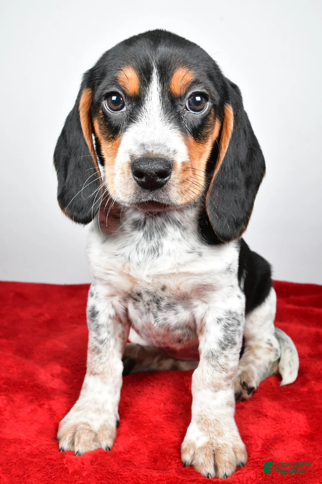 Beagle dogs for sale: Regina - Ad 3