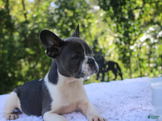 French Bulldog dogs for sale: JANICE-FLUFFY CARRIER (bottle baby) - Ad 1
