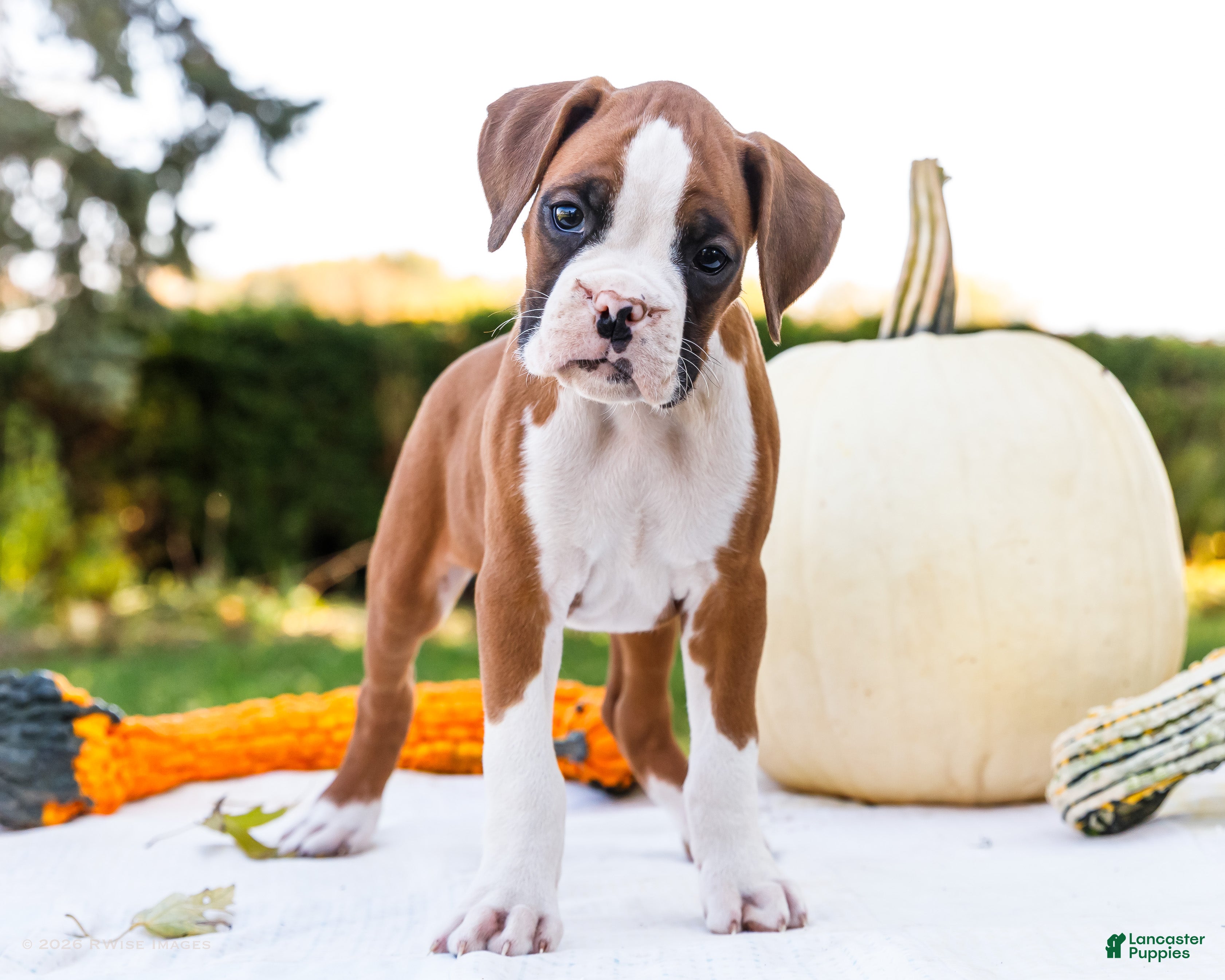 Boxer dogs for sale: Osage Boxer - Ad 1