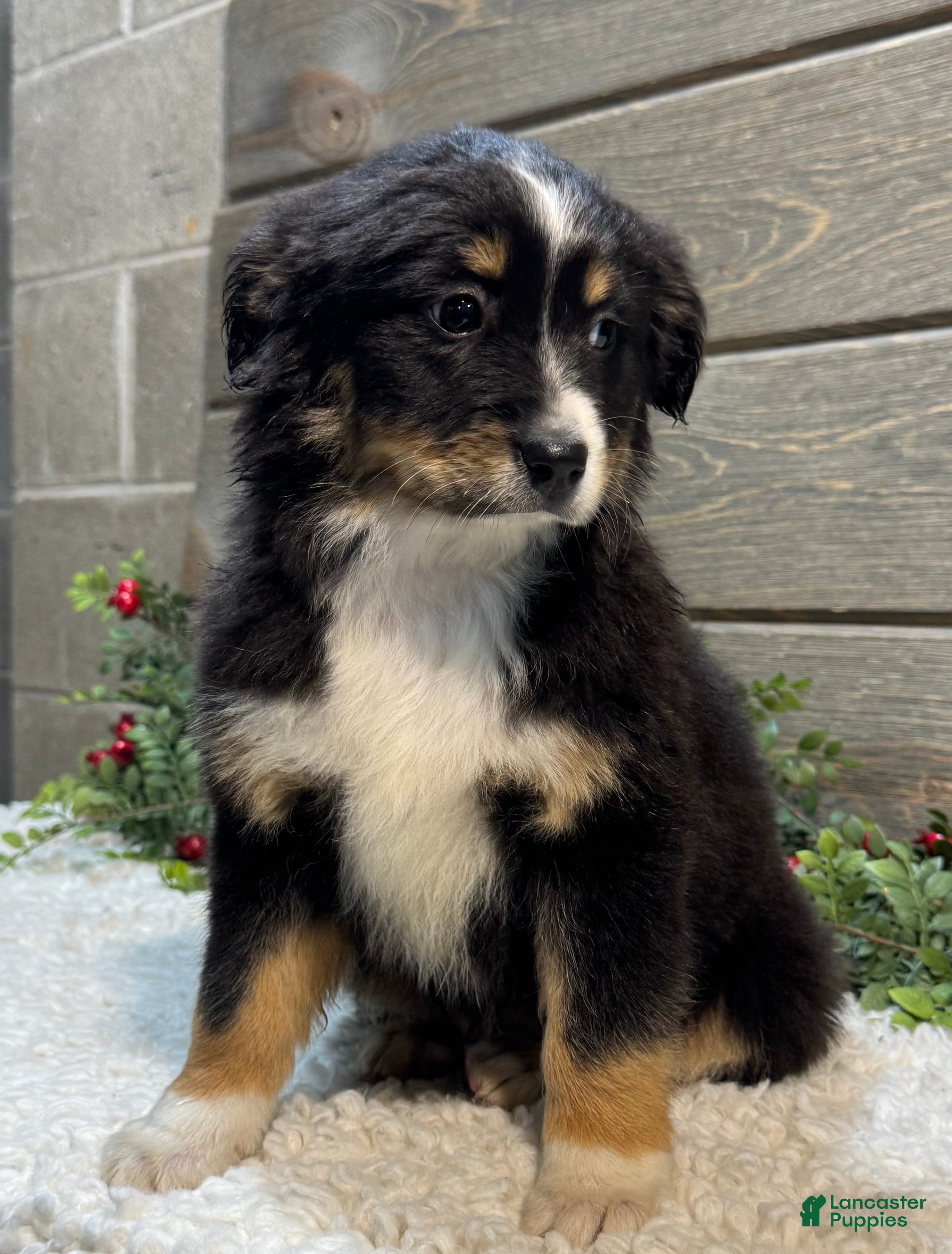 Australian Shepherd dogs Rover - Ad 2