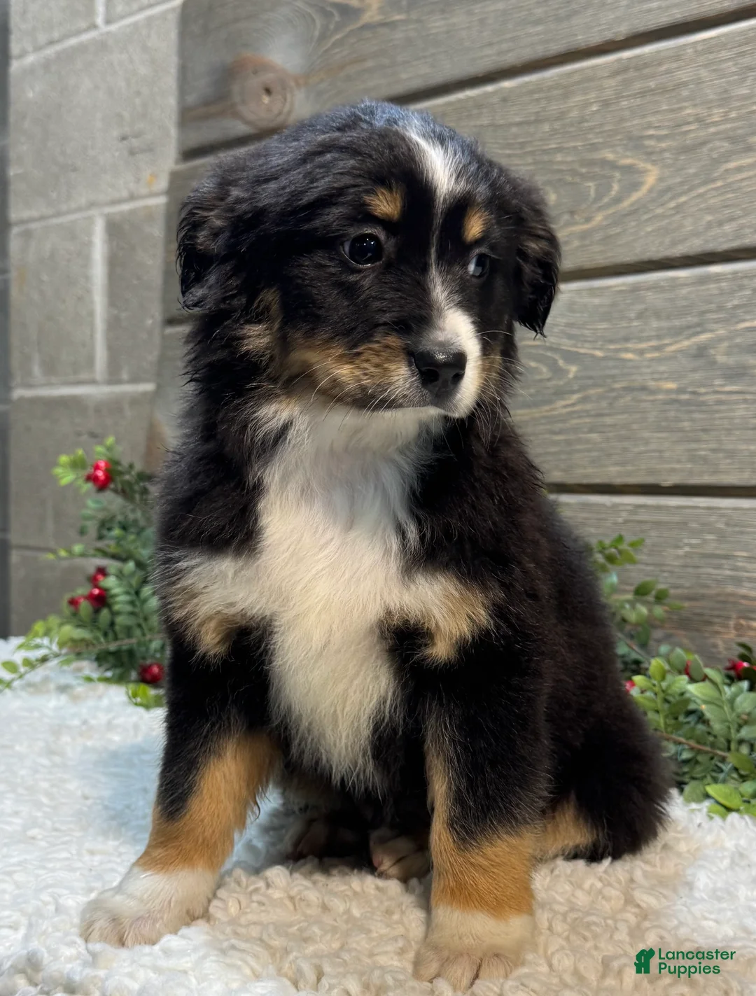Australian Shepherd dogs for sale: Rover - Ad 2