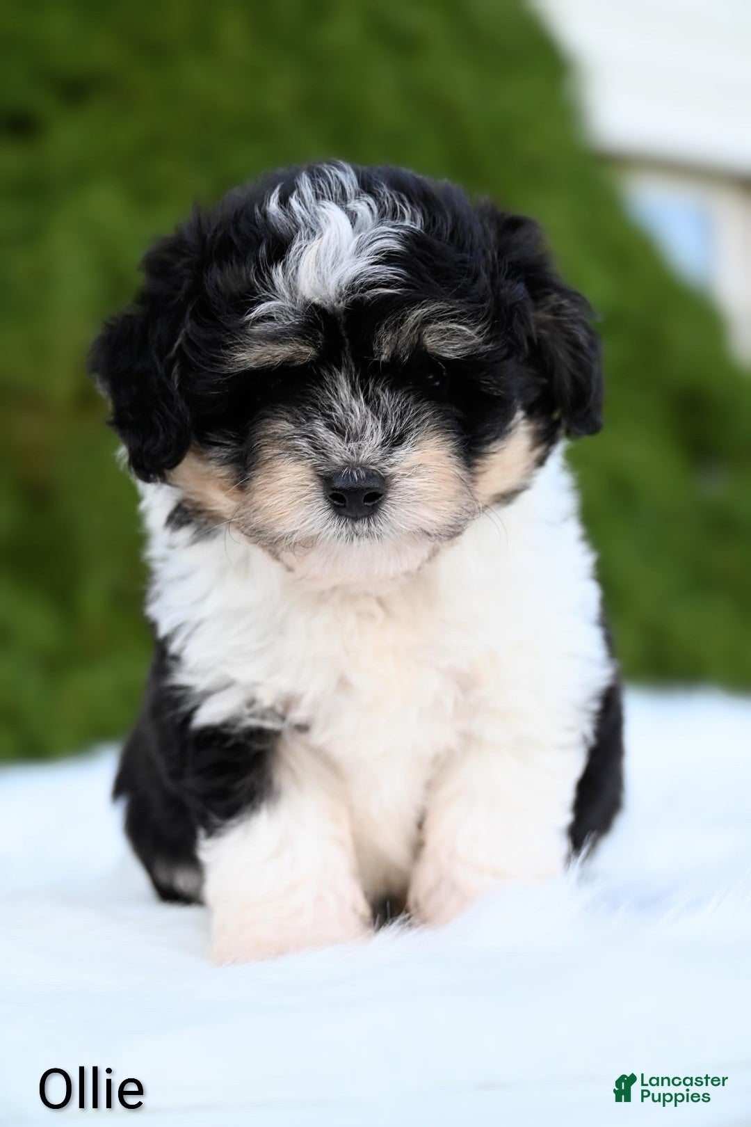 Miniature Australian Shepherd dogs Ollie - Ad 1