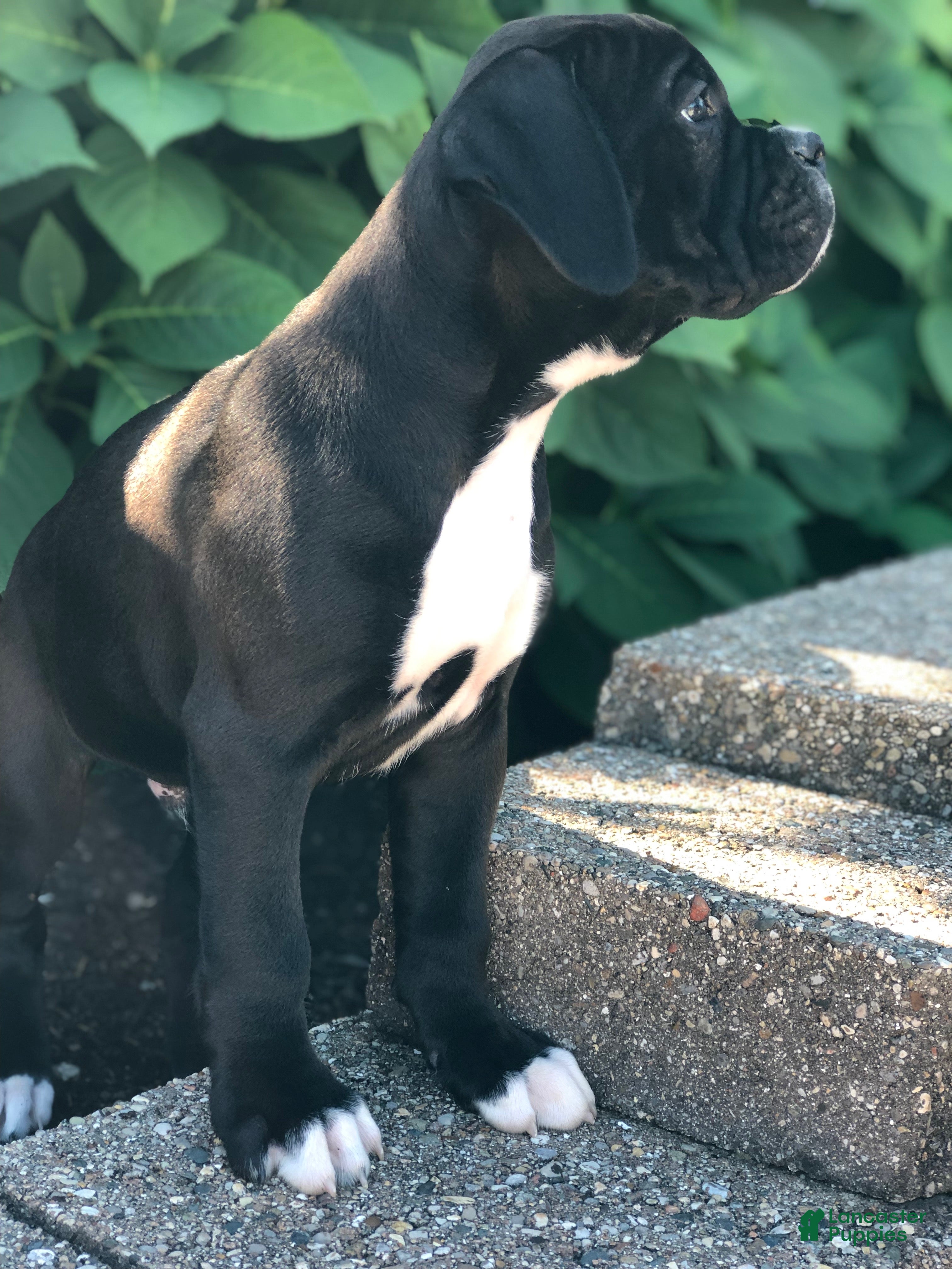 Boxer dogs Bo - Ad 2