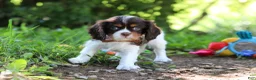 Cavalier King Charles Spaniel dogs for sale: Dexter - Ad 3