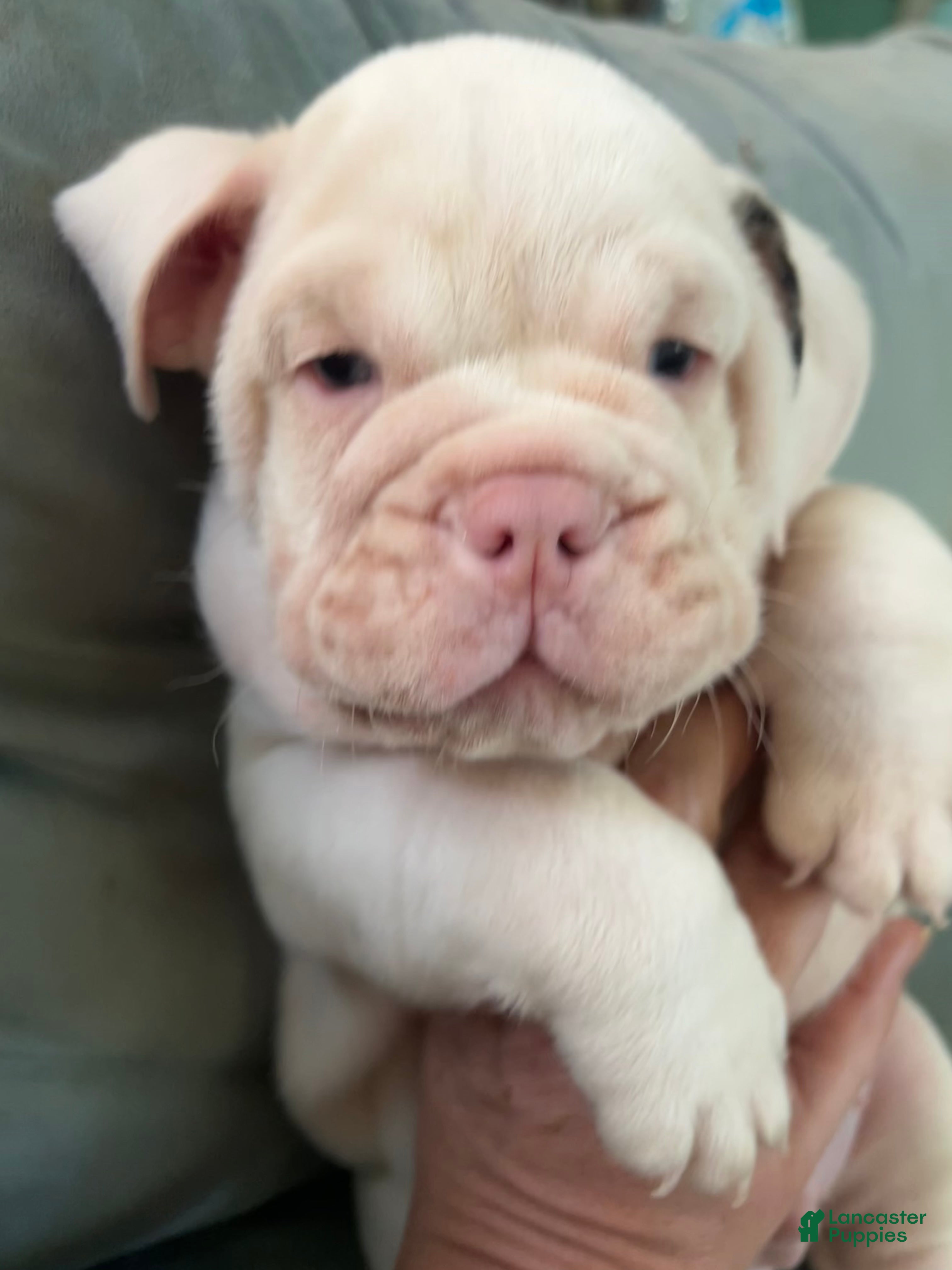 Beabull dogs Frankie - Ad 2