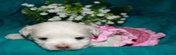 Maltese dogs for sale: Diva - Ad 15