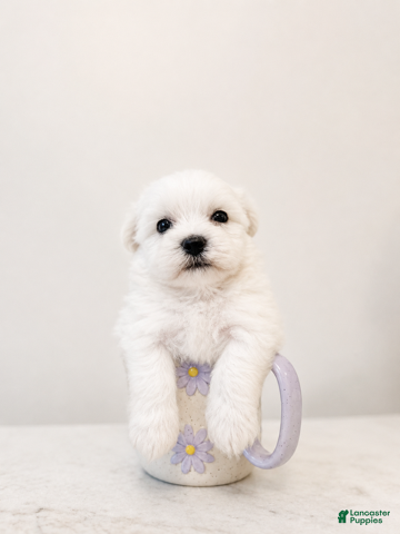 Maltipoo dogs Murphy - Ad 2