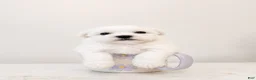 Maltipoo dogs for sale: Murphy - Ad 2