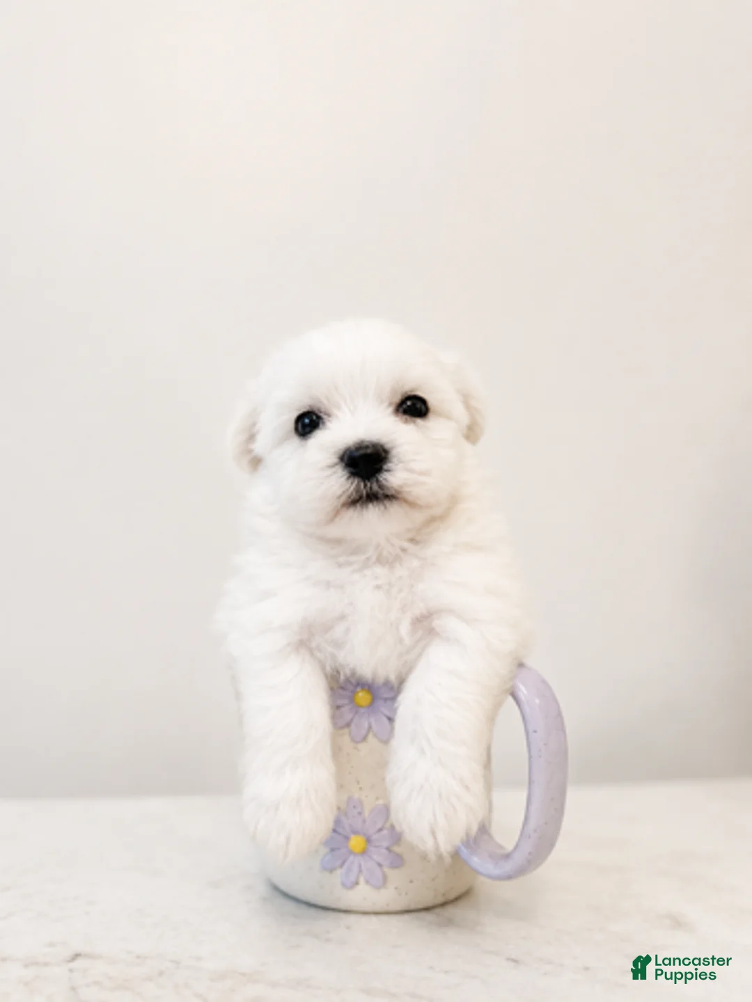 Maltipoo dogs for sale: Murphy - Ad 2