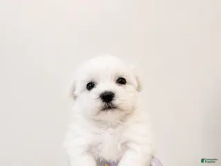 Maltipoo dogs Murphy - Ad 2