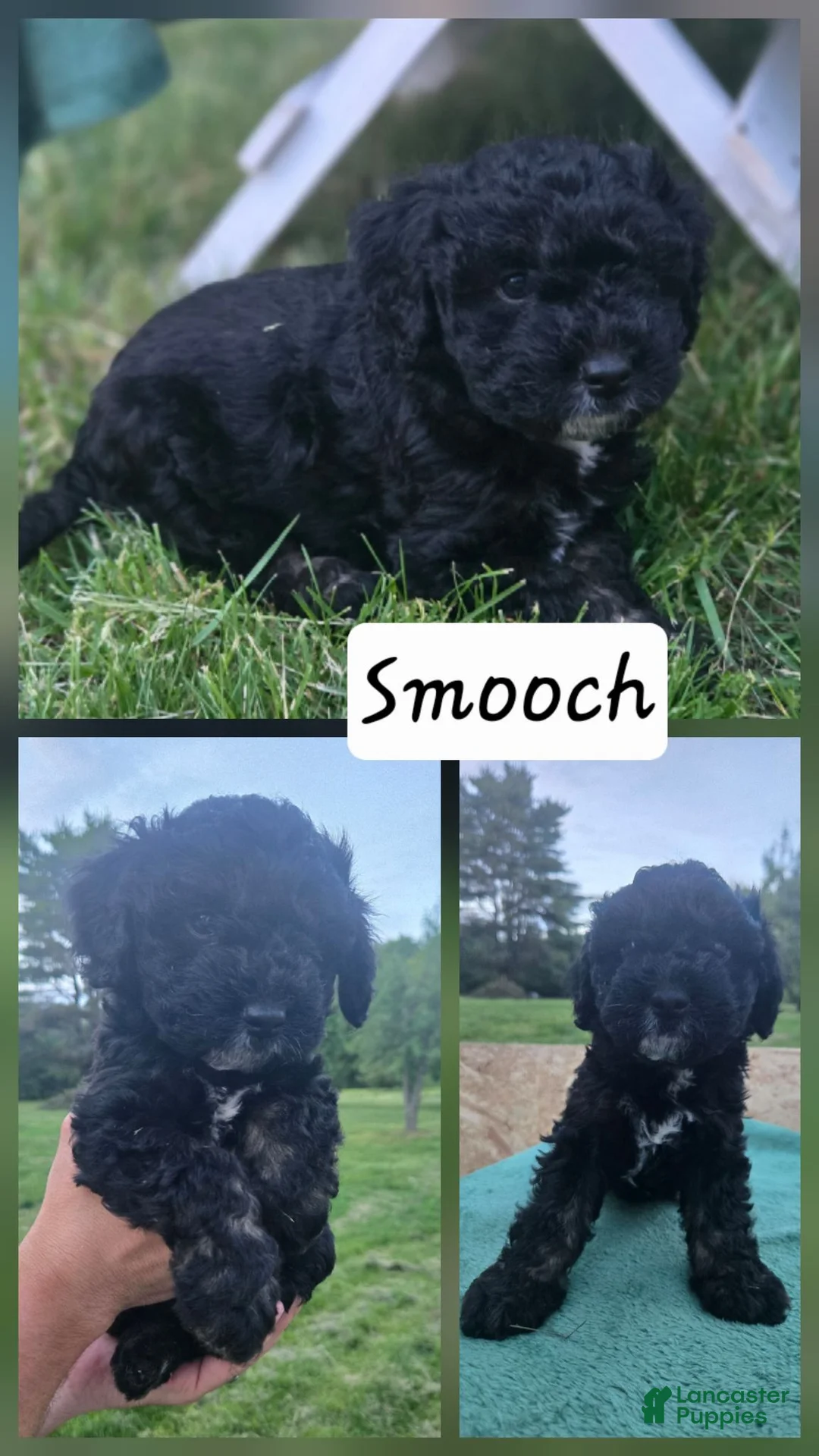 Mini Aussiedoodle dogs for sale: Smooch - Ad 2