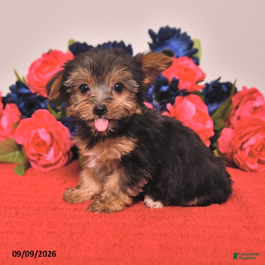 Yorkshire Terrier dogs Harvey - Ad 2