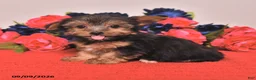 Yorkshire Terrier dogs for sale: Harvey - Ad 2