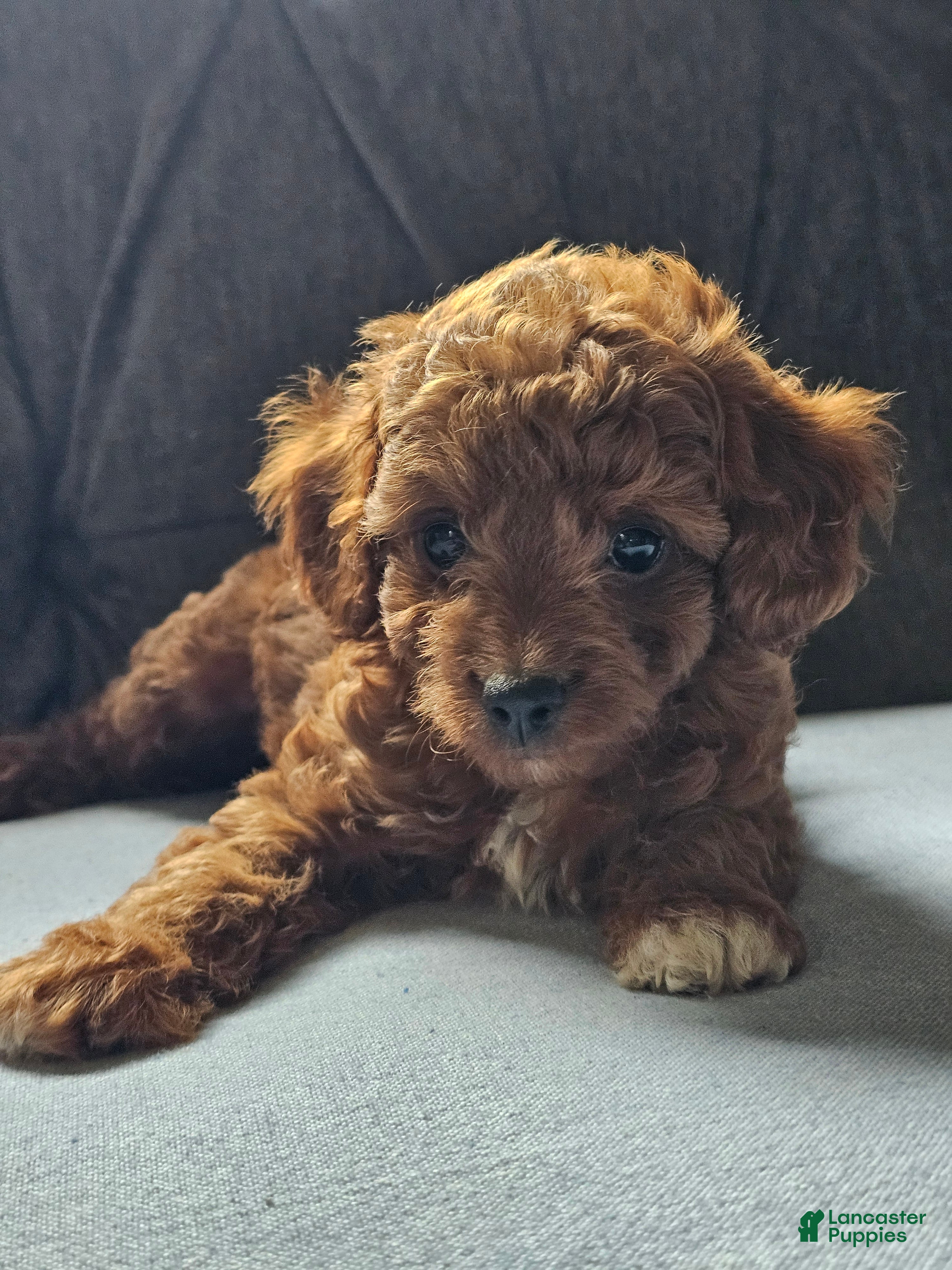 Cavapoo dogs Kona - Ad 1