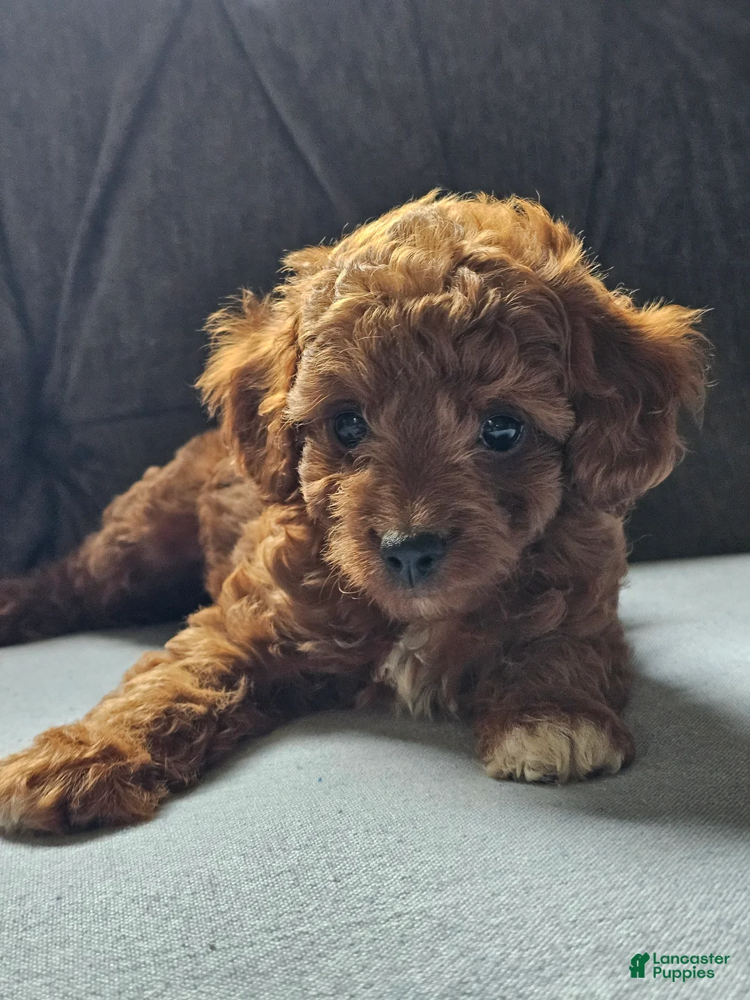 Cavapoo dogs for sale: Kona - Ad 1