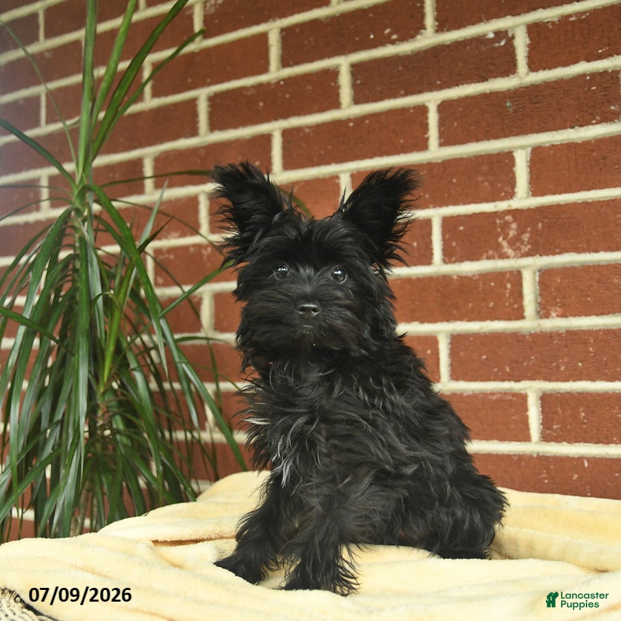 Yorkshire Terrier dogs Luna - Ad 1