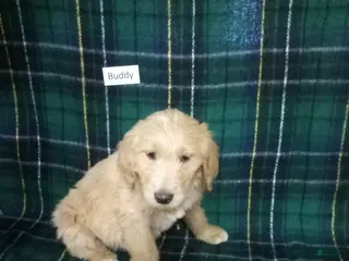 Mixed Breed dogs Buddy - Ad 24