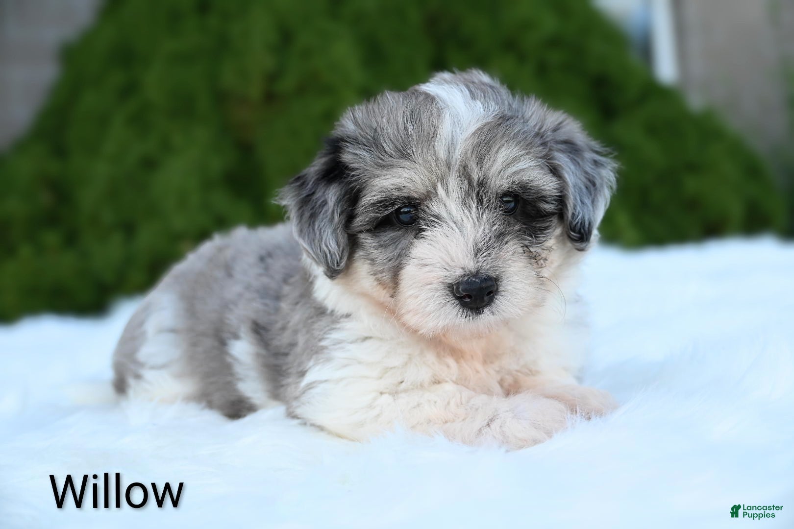 Miniature Australian Shepherd dogs Willow - Ad 2