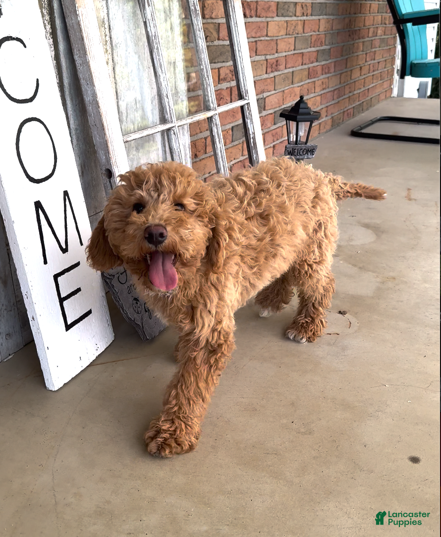 Cavachon dogs Jack - Ad 13