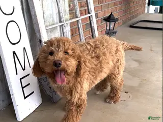 Cavachon dogs Jack - Ad 13