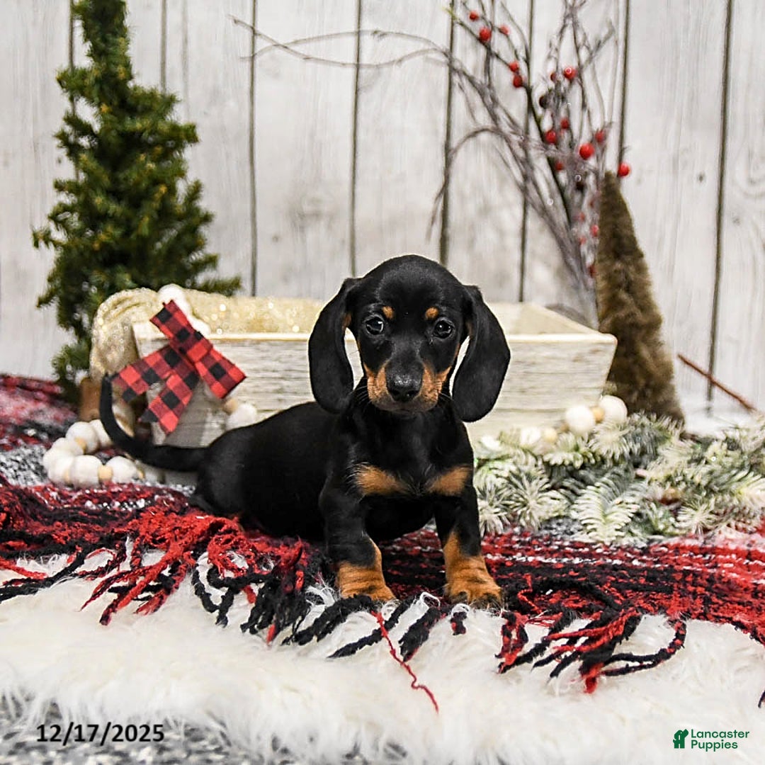 Miniature Dachshund dogs for sale: Willow - Ad 4