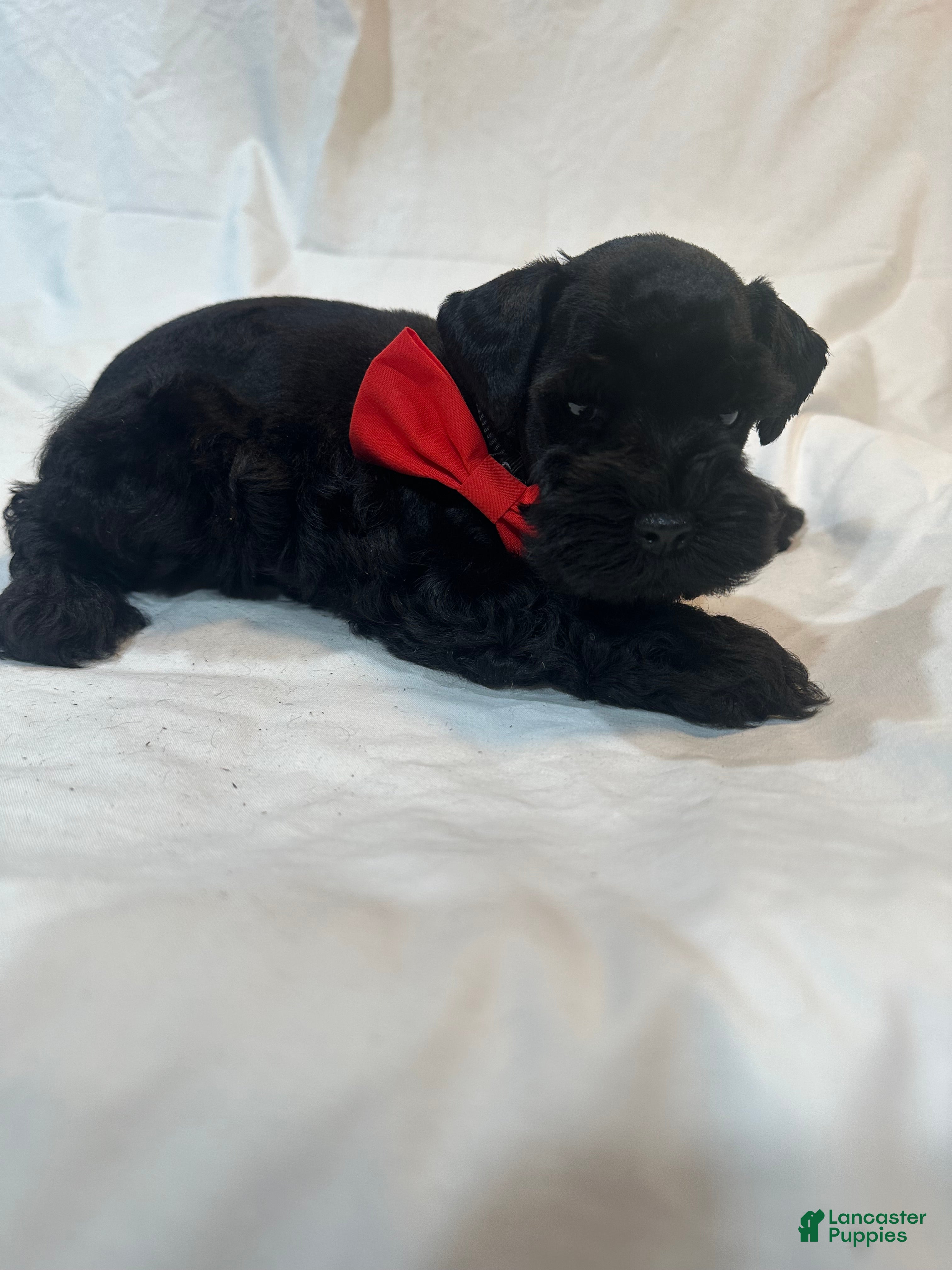 Miniature Schnauzer dogs Ryder - Ad 2