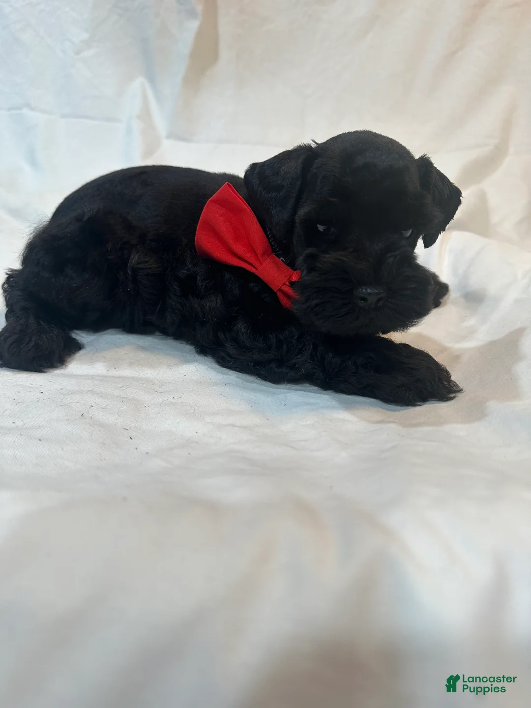 Miniature Schnauzer dogs for sale: Ryder - Ad 2