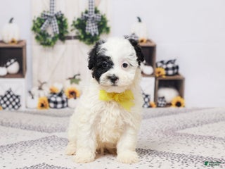 Havapoo dogs - Ad 38