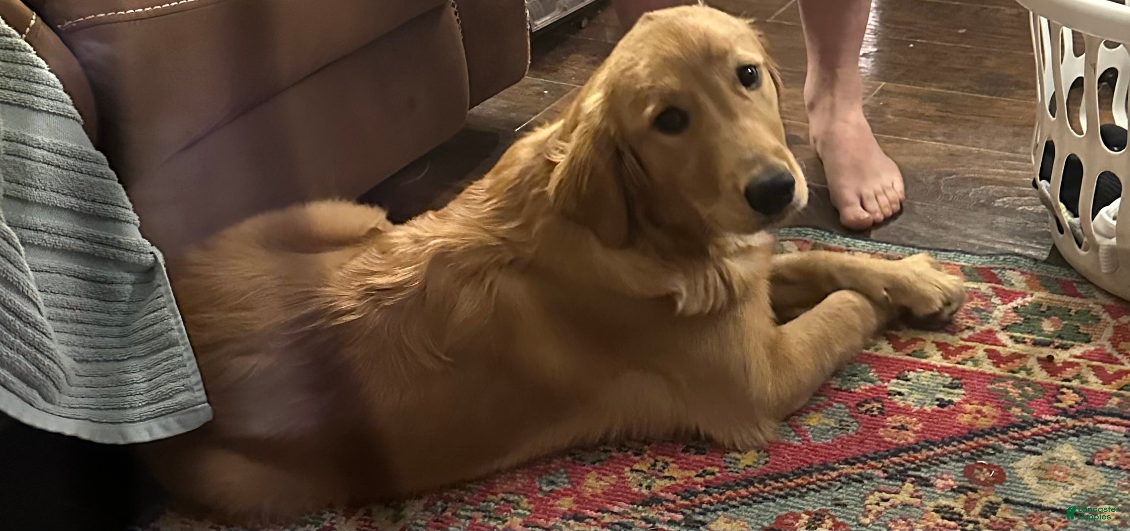 Golden Retriever dogs Candace - Ad 21