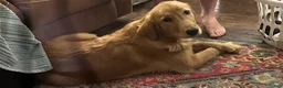 Golden Retriever dogs for sale: Candace - Ad 1