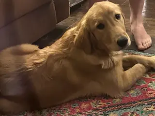 Golden Retriever dogs Candace - Ad 21