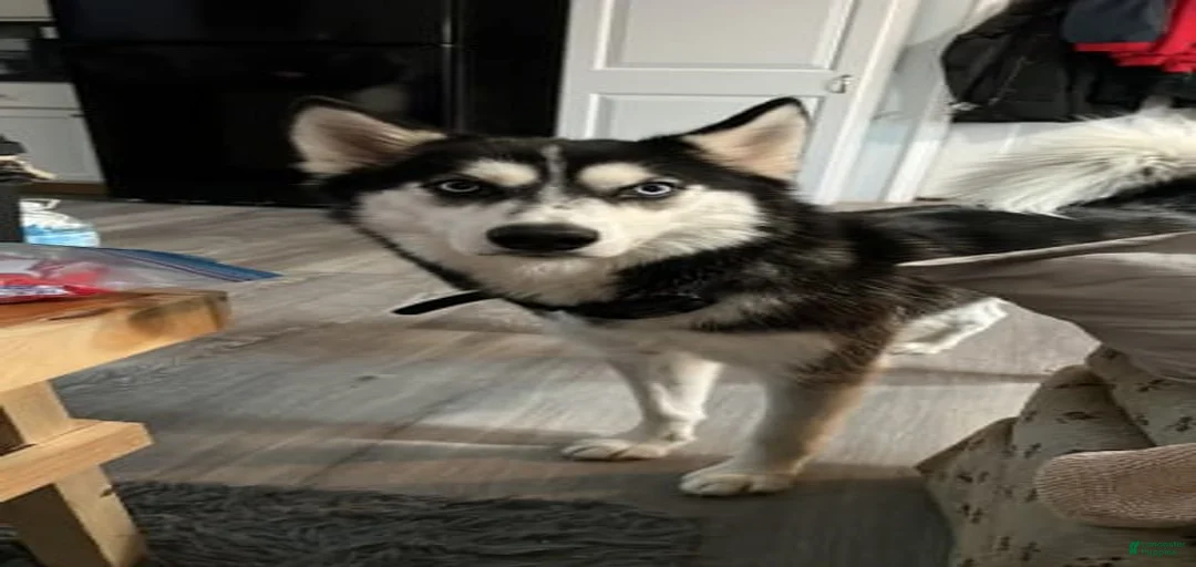 Gallery Image {{count}}