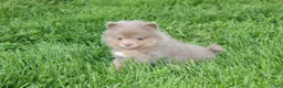 Pomeranian dogs for sale: Princess  - Ad 10