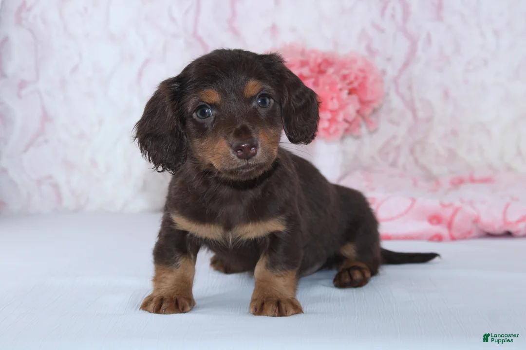 Miniature Dachshund dogs for sale: Beth - Ad 2