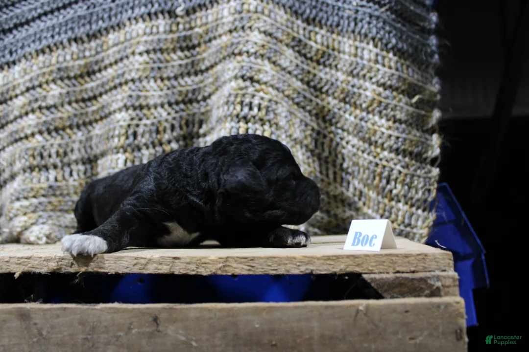 Mini Goldendoodle dogs for sale: Boe - Ad 1