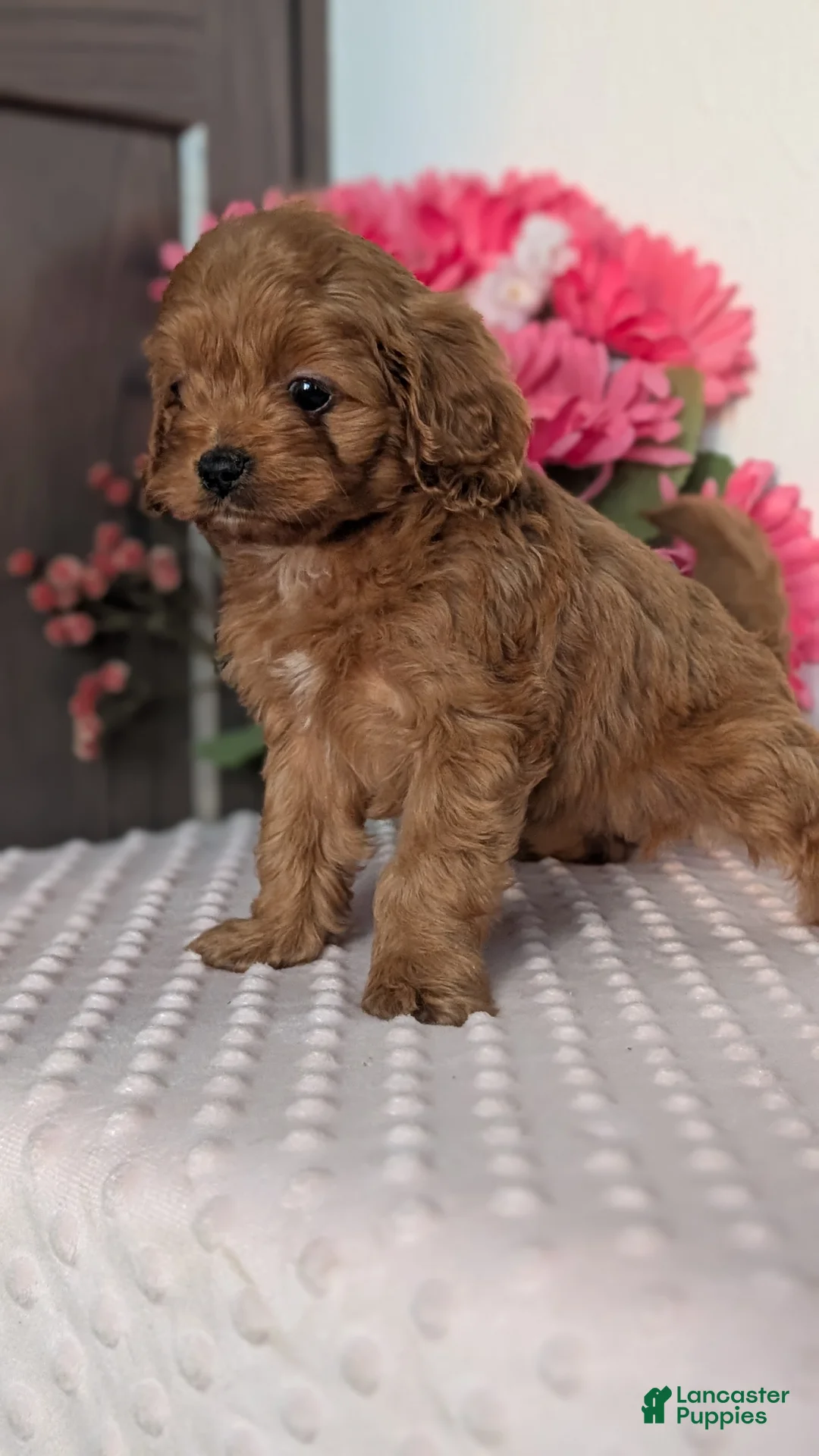 Cavapoo dogs for sale: Talia - Ad 4